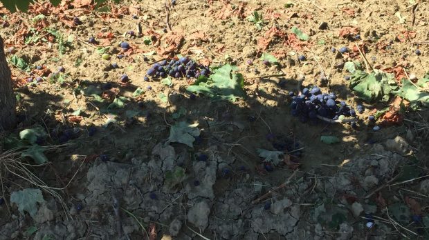Coldiretti Marche, vendemmia 2023: poco vino ma di ottima qualità