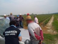 Pesaro Urbino: contrasto al caporalato, misure cautelari per 3 pakistani