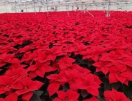 Nei vivai marchigiani 300mila Stelle di Natale: è la pianta più regalata per le feste