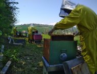 Il 20 maggio, giornata mondiale delle api, miele a merenda per 13mila studenti delle Marche