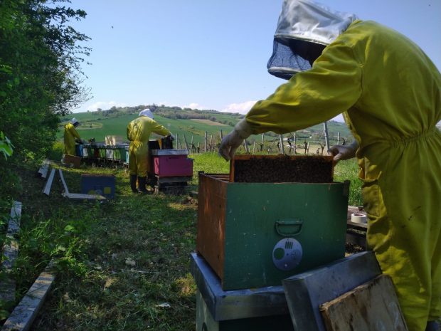 Il 20 maggio, giornata mondiale delle api, miele a merenda per 13mila studenti delle Marche