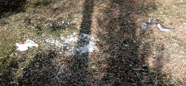 Fano, morto il cigno Ugo e le oche simbolo del Canale Albani