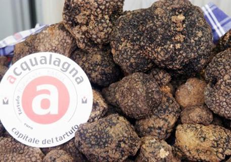 La 39esima Fiera regionale del Tartufo Nero estivo entra nel vivo sabato 27 e domenica 28 luglio