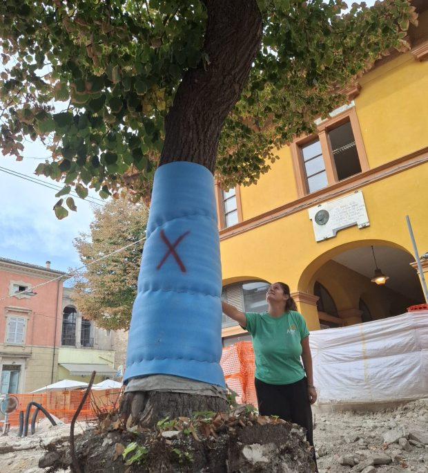 Fano, in Piazza Costa al via la sostituzione dei tigli malati