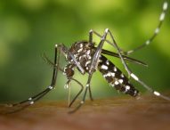 Dengue, a Fano 105 casi confermati e 14 casi probabili