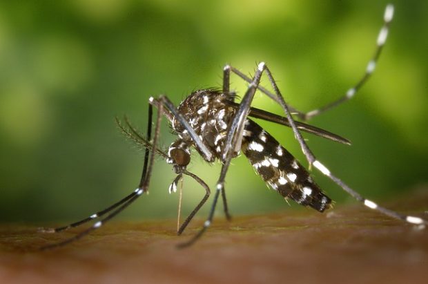Dengue, a Fano 105 casi confermati e 14 casi probabili