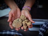 Al via 61esima Mostra nazionale del Tartufo bianco di Sant’Angelo in Vado