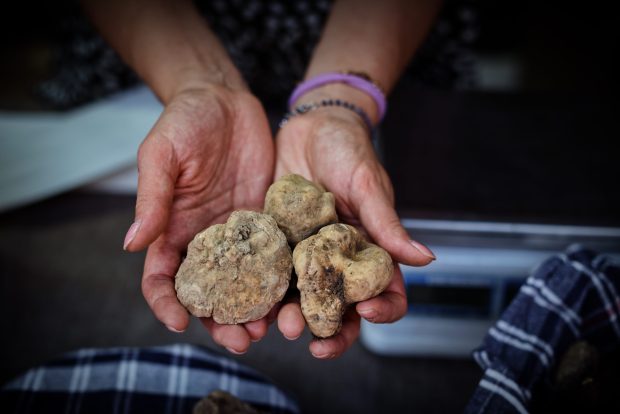 Al via 61esima Mostra nazionale del Tartufo bianco di Sant’Angelo in Vado