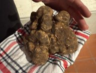 Le ostriche della Spezia e il diamante della terra: gran finale della Fiera del Tartufo di Pergola