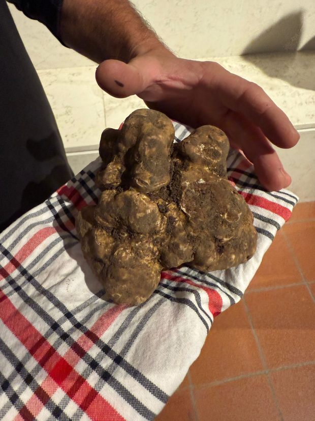 Le ostriche della Spezia e il diamante della terra: gran finale della Fiera del Tartufo di Pergola