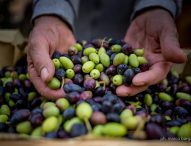 Cartoceto Dop, il Festival: il 3 e il 10 torna l’evento dedicato all’oro verde delle Marche