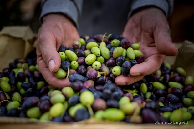 Cartoceto Dop, il Festival: il 3 e il 10 torna l’evento dedicato all’oro verde delle Marche