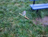 Panaroni (MoVimento 5 Stelle Fano): “Vergogna, atti vandalici sugli alberelli piantati a San Lazzaro”