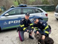 Fano, autista nascondeva una gabbia con un pitbull ferito: fermato dalla polizia stradale