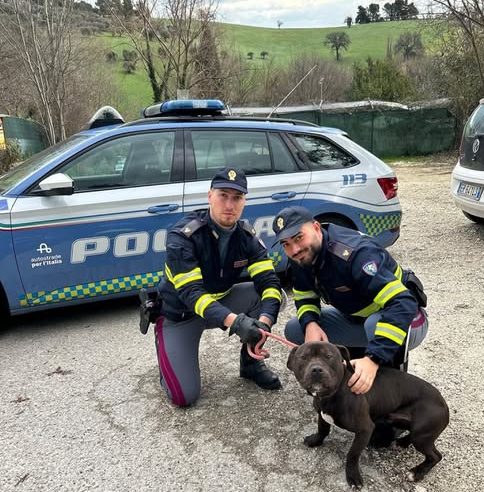 Fano, autista nascondeva una gabbia con un pitbull ferito: fermato dalla polizia stradale