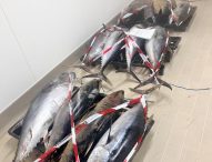Sbarco illegale: la guardia costiera di Fano sequestra 12 esemplari di tonno rosso