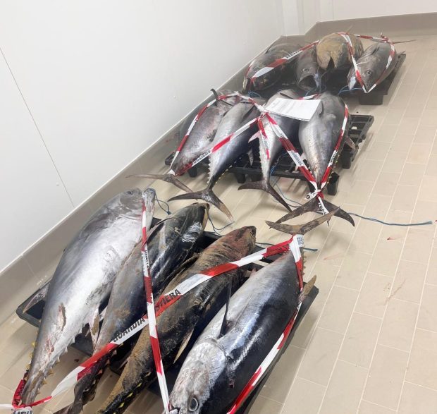 Sbarco illegale: la guardia costiera di Fano sequestra 12 esemplari di tonno rosso