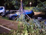 Maltempo a Fano, notte di lavoro per rimuovere gli alberi dalle strade