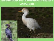 Fano, Giornate del Lago Vicini: osservazione di aironi e marangoni domenica 28 settembre