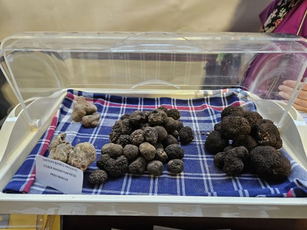 Nel weekend il gran finale della Fiera Nazionale del Tartufo di Pergola