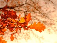 Weekend romantico alla scoperta del foliage d’autunno