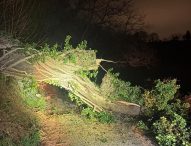 Fano, a Carignano quercia crolla sulla strada: quattro famiglie isolate. Accesso ripristinato alle 21.30