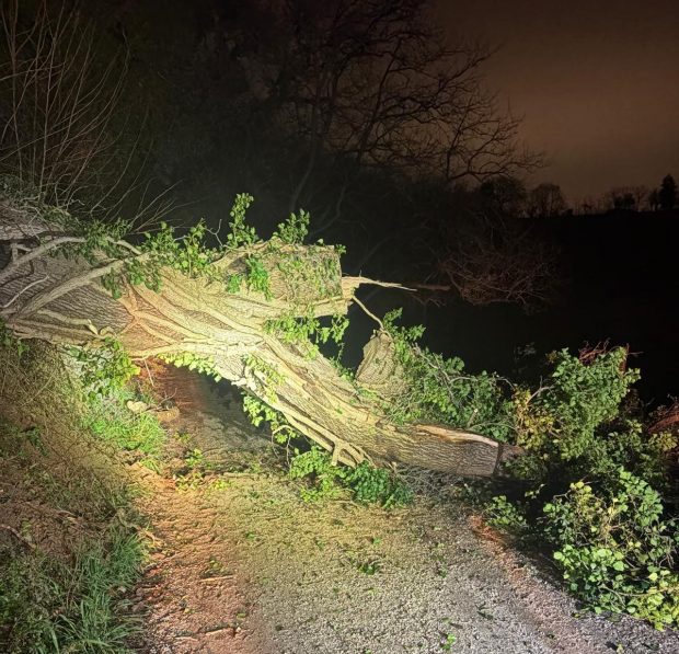 Fano, a Carignano quercia crolla sulla strada: quattro famiglie isolate. Accesso ripristinato alle 21.30