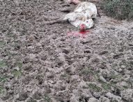 Attacco di lupi a Monte Grimano, Coldiretti Pesaro Urbino: “Allevatori esasperati”