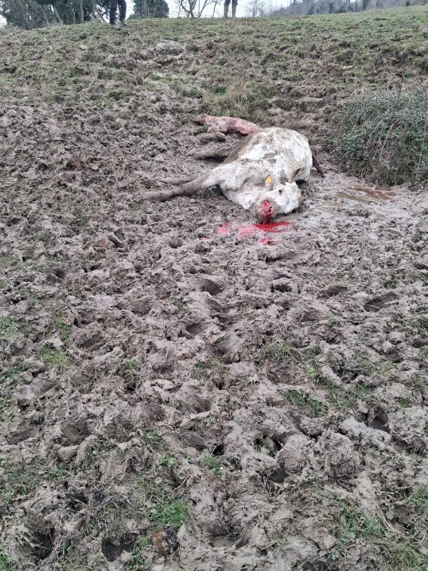 Attacco di lupi a Monte Grimano, Coldiretti Pesaro Urbino: “Allevatori esasperati”