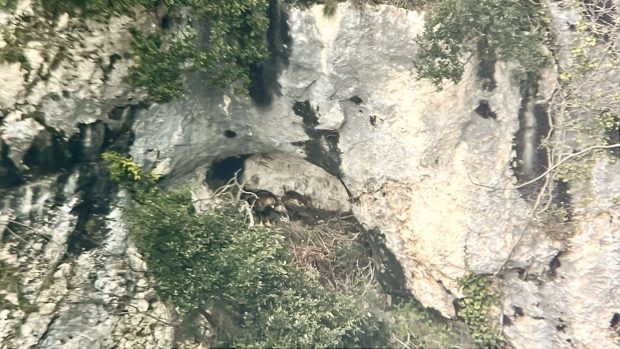 Furlo, telecamere e sale multimediali per osservare il nido dell’aquila reale