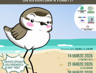 A Fano entra nel vivo la tutela del fratino e degli habitat costieri