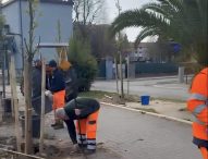 Fano, in corso il piano di piantumazione: 130 nuove piante in diverse zone della città