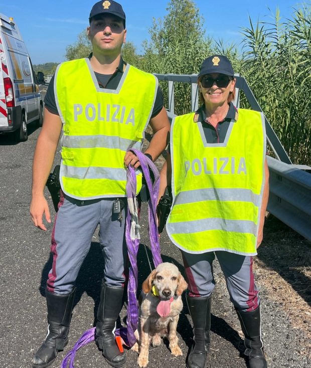 La polizia stradale di Fano salva un cane da caccia smarrito in autostrada