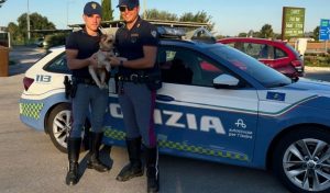 La polizia stradale di Fano salva cane smarrito nell’area di servizio Esino est