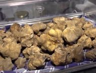 Pergola dà il via alla stagione del Tartufo bianco pregiato