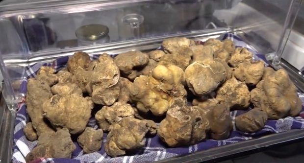 Pergola dà il via alla stagione del Tartufo bianco pregiato